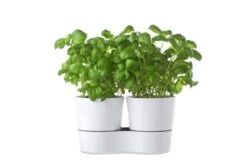 Mepal – Kruidenpot Twin - Wit – Automatische Bewatering – Altijd Verse Kruiden In De Keuken – Ook Geschikt Voor Planten -Gezinswaren Verkoop 1200x799 13