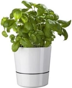 Mepal – Kruidenpot Large - Wit – Automatische Bewatering – Altijd Verse Kruiden In De Keuken – Ook Geschikt Voor Planten -Gezinswaren Verkoop 981x1200 1