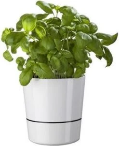 Mepal – Kruidenpot Large - Nordic Green – Automatische Bewatering – Altijd Verse Kruiden In De Keuken – Ook Geschikt Voor Planten 14 Mepal – Kruidenpot Large - Nordic Green – Automatische Bewatering – Altijd Verse Kruiden In De Keuken – Ook Geschikt Voor Planten -Gezinswaren Verkoop 981x1200